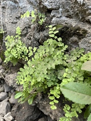 Adiantum capillus-veneris