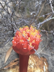Haemanthus sanguineus