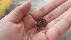 Aratus pisonii