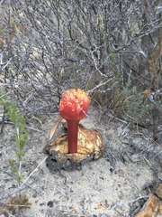 Haemanthus sanguineus