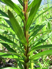 Lilium maculatum