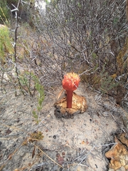 Haemanthus sanguineus