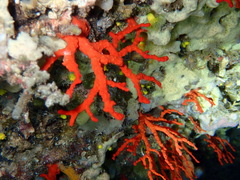 Corallium rubrum
