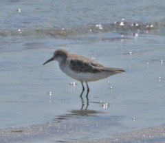 Calidris minuta