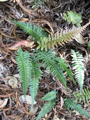 Blechnum appendiculatum