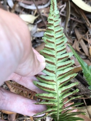 Blechnum appendiculatum
