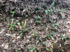 Blechnum appendiculatum