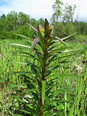 Lilium maculatum