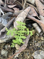 Eucrypta chrysanthemifolia