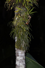 Haplopteris ensiformis