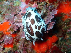 Peltodoris atromaculata