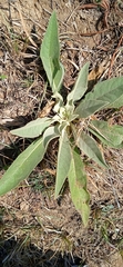 Verbascum thapsus