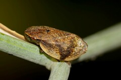 Lepyronia coleoptrata