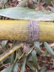 Phyllostachys bambusoides