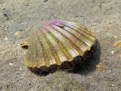 Pecten jacobaeus