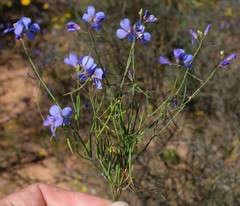Heliophila macowaniana