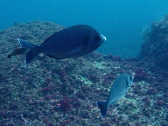 Spondyliosoma cantharus