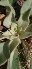 Verbascum thapsus