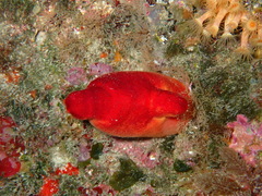 Halocynthia papillosa