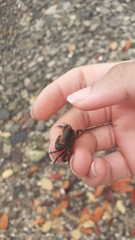 Aratus pisonii