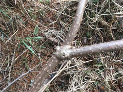 Sambucus racemosa