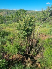 Pseudolachnostylis maprouneifolia