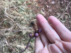 Sambucus racemosa