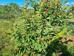 Pseudolachnostylis maprouneifolia