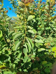 Pseudolachnostylis maprouneifolia