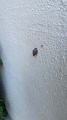 Bulimulus guadalupensis