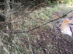 Sambucus racemosa