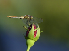 Sympetrum sanguineum