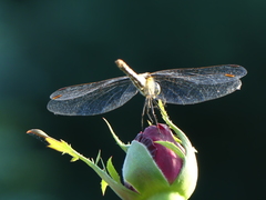 Sympetrum sanguineum