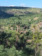 Albizia tanganyicensis