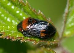 Penthimia nigra
