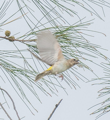 Crithagra reichenowi