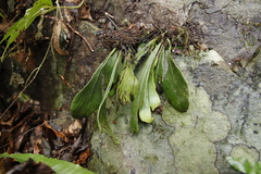 Antrophyum callifolium
