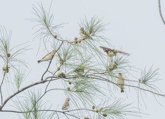 Crithagra reichenowi