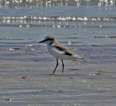 Charadrius marginatus