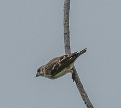 Crithagra reichenowi