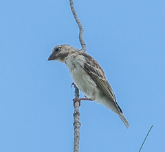 Crithagra reichenowi