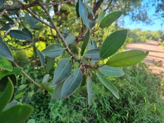 Mimusops zeyheri