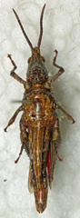 Pyrgomorpha