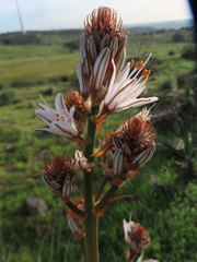Asphodelus