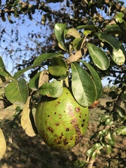 Crescentia cujete