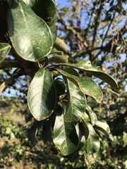 Crescentia cujete
