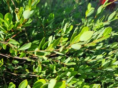 Cryptolepis oblongifolia