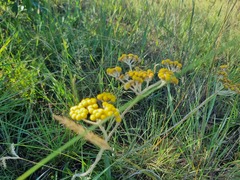 Helichrysum nudifolium