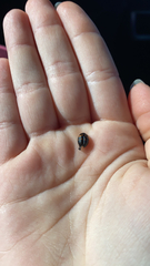 Exochomus quadripustulatus