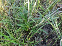 Helichrysum nudifolium